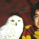 Image for article titled The end of Harry Potter leaves hundreds of pet owls homeless